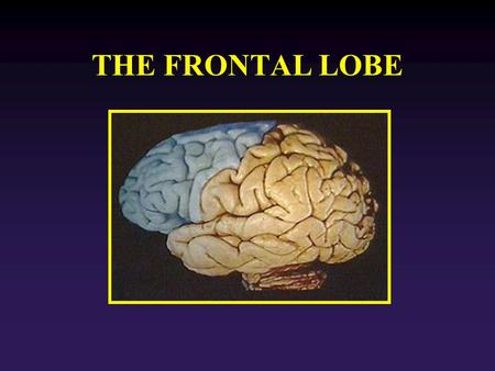 THE FRONTAL LOBE. v FL Function: It is the end point for the visuomotor and object- recognition functions. The frontal lobe selects behaviors with respect.