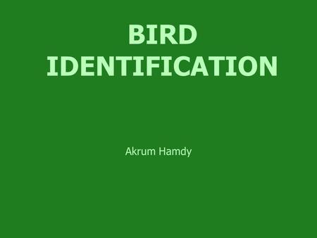 BIRD IDENTIFICATION Akrum Hamdy.