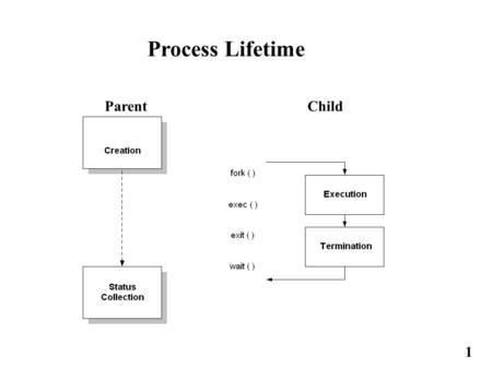 1 Process Lifetime Parent Child. 2 Process Performance Issues  The maximum number of processes allowed is 30,000.  Executables that use shared libraries.