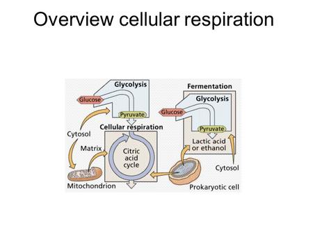 Overview cellular respiration. Catabolic Pathways Recall this is breaking down of complex molecules 2 types of pathways: –Fermentation – partial pathway.