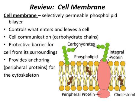 Review: Cell Membrane Cell membrane – selectively permeable phospholipid bilayer Controls what enters and leaves a cell Cell communication (carbohydrate.