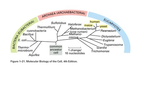 Xenolog: Homologs resulting from horizontal gene transfer.