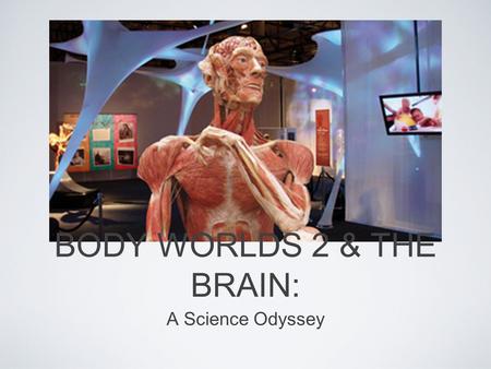 BODY WORLDS 2 & THE BRAIN: