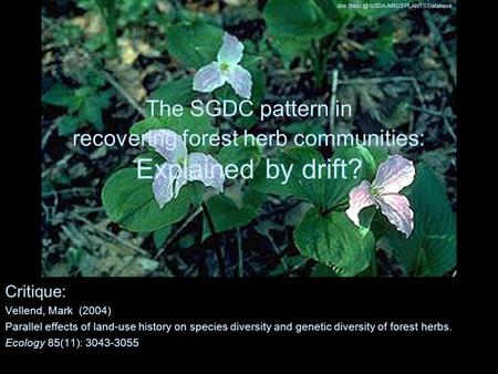 The SGDC pattern in recovering forest herb communities: Explained by drift? Critique: Vellend, Mark (2004) Parallel effects of land-use history on species.