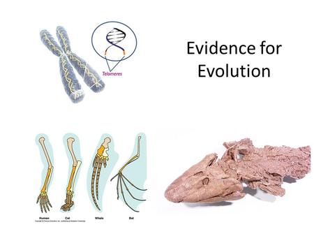 Evidence for Evolution. Agree or Disagree? Evolution occurs in short periods of rapid change in species and is separated by periods of little or no change.