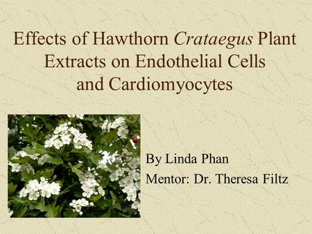 Effects of Hawthorn Crataegus Plant Extracts on Endothelial Cells and Cardiomyocytes By Linda Phan Mentor: Dr. Theresa Filtz.