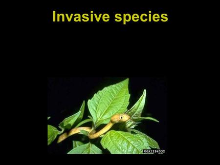 Invasive species. Species extinction rates Causes of Endangerment for Imperiled Species in the U.S. Wilcove et al. 1998 (data from U.S. Federal Register)