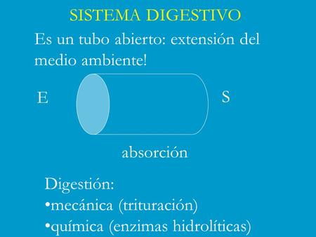 SISTEMA DIGESTIVO Es un tubo abierto: extensión del medio ambiente! E