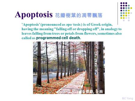 Apoptosis 花瓣樹葉的凋零飄落 'Apoptosis' (pronounced as əpo΄tosis ) is of Greek origin, having the meaning falling off or dropping off, in analogy to leaves falling.