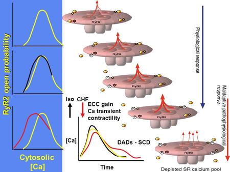 Cytosolic [Ca] RyR2 open probability ECC gain Ca transient contractility DADs - SCD [Ca] Time Iso CHF.