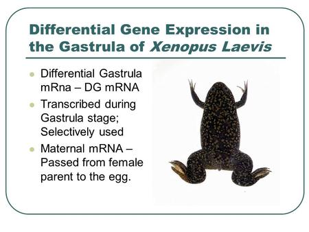 Differential Gene Expression in the Gastrula of Xenopus Laevis Differential Gastrula mRna – DG mRNA Transcribed during Gastrula stage; Selectively used.