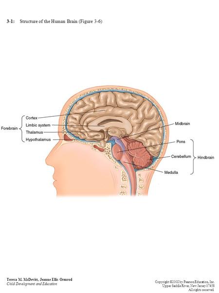 3-1: Structure of the Human Brain (Figure 3-6) Teresa M. McDevitt, Jeanne Ellis Ormrod Child Development and Education Copyright ©2002 by Pearson Education,