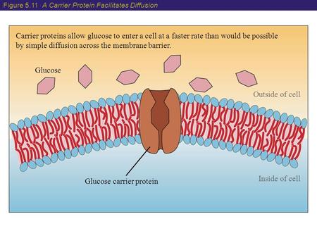 Inside of cell Outside of cell Carrier proteins allow glucose to enter a cell at a faster rate than would be possible by simple diffusion across the membrane.