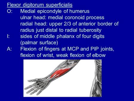 Flexor digitorum superficialis O:Medial epicondyle of humerus ulnar head: medial coronoid process radial head: upper 2/3 of anterior border of radius just.