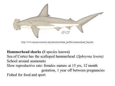 Hammerhead sharks (8 species known) Sea of Cortez has the scalloped hammerhead.