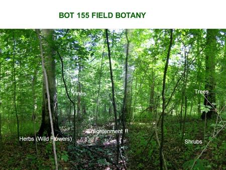 BOT 155 FIELD BOTANY Trees Herbs (Wild Flowers) Vines Shrubs Enlightenment !!