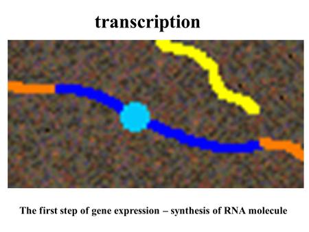 Transcription The first step of gene expression – synthesis of RNA molecule.