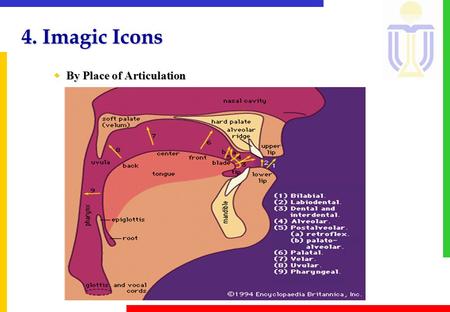 4. Imagic Icons wBy Place of Articulation. 4. Imagic Icons w(1) bilabial 雙唇音 : the two lips are brought together to create the obstruction. wBilabial.