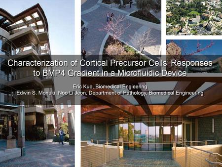 How do morphogen concentration gradients achieve in making the cerebral cortex as we know it? What cellular responses are solely responsible by morphogen.