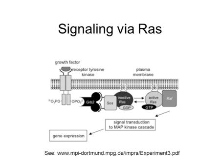 Signaling via Ras See: www.mpi-dortmund.mpg.de/imprs/Experiment3.pdf.