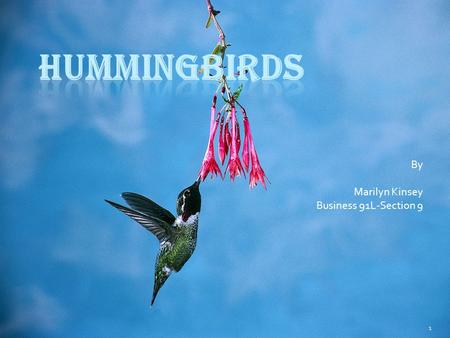 By Marilyn Kinsey Business 91L-Section 9 1 Information about Hummingbirds 2.