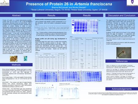 Presence of Protein 26 in Artemia franciscana Brenna McConnell 1 and Nicole Okazaki 2 1 Texas Lutheran University, Seguin, TX 78155; 2 Weber State University,