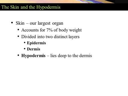 The Skin and the Hypodermis Skin – our largest organ Accounts for 7% of body weight Divided into two distinct layers Epidermis Dermis Hypodermis – lies.