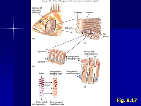 Fig. 8.17. I.Fishes - Biology F.Regulation of Internal Environment 1.Chondrichthyes Concentration of solutes in blood similar to seawaterConcentration.