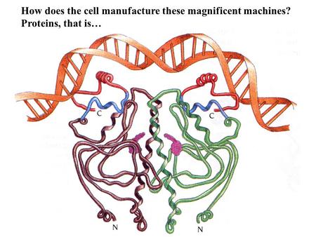 How does the cell manufacture these magnificent machines? Proteins, that is…