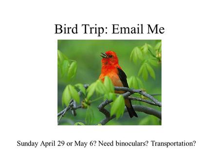 Bird Trip: Email Me Sunday April 29 or May 6? Need binoculars? Transportation?