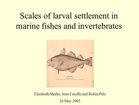 Scales of larval settlement in marine fishes and invertebrates Elizabeth Madin, Jenn Caselle and Robin Pelc 26 May 2005.