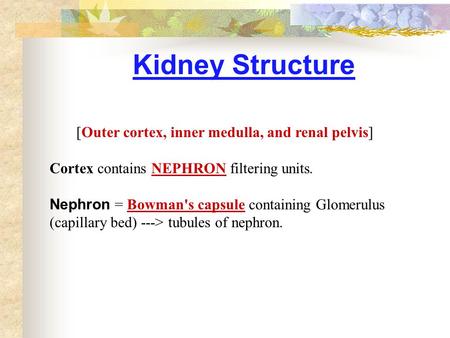 [Outer cortex, inner medulla, and renal pelvis]