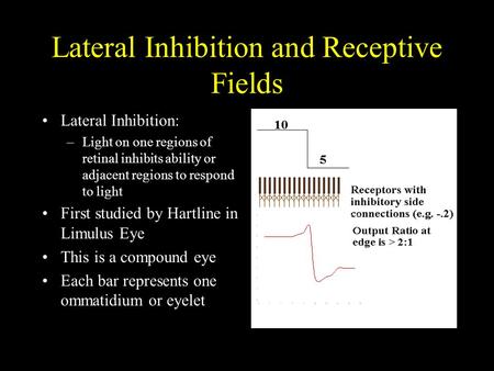 Lateral Inhibition and Receptive Fields Lateral Inhibition: –Light on one regions of retinal inhibits ability or adjacent regions to respond to light First.