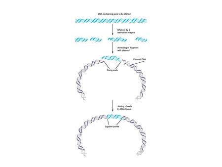 Polymerase Chain Reaction - PCR The photocopier of molecular biology.