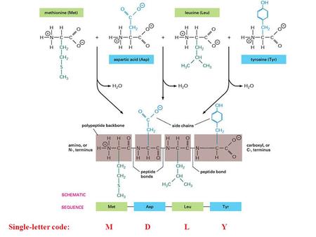 Single-letter code: M D L Y. The Genetic Code How the genetic code was deduced is quite an interesting but horribly complicated story of prokaryotic genetics.