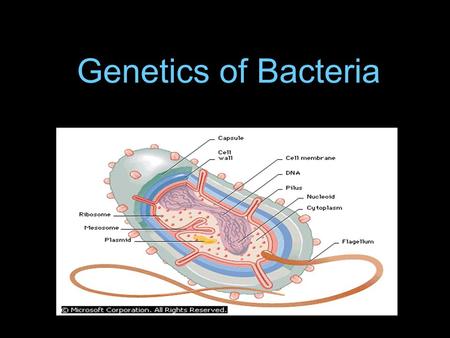 Genetics of Bacteria. Bacterial Chromosomes One double-stranded, circular molecule of DNA. Found in nucleoid region, which is a dense region of DNA. Many.