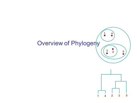 Overview of Phylogeny 1 4 3 2 5 1 4 2 3 5. Artiodactyla (pigs, deer, cattle, goats, sheep, hippopotamuses, camels, etc.) Cetacea (whales, dolphins, porpoises)