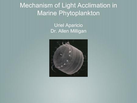 Mechanism of Light Acclimation in Marine Phytoplankton Uriel Aparicio Dr. Allen Milligan.