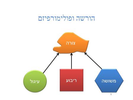 הורשה ופולימורפיזם 1 עיגול ריבוע משושה צורה מוטיבציה מנשק גרפי טיפוסי מורכב מ -Widgets 2 Entry Label Button Check Button.