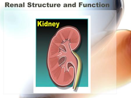 Renal Structure and Function. Introduction Main function of kidney is excretion of waste products (urea, uric acid, creatinine, etc). Other excretory.