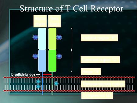 Structure of T Cell Receptor CHO Variable region “V” Constant region “C” Hinge “H ” Alpha chain Beta chain Disulfide bridge Transmembrane region Cytoplasmic.