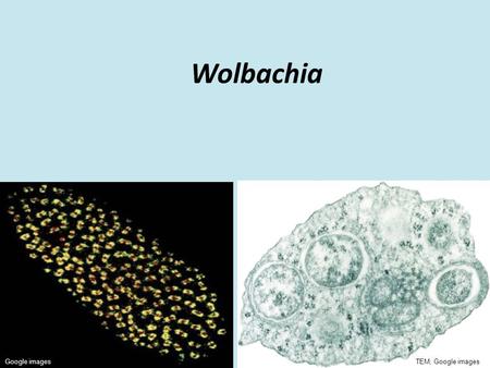 Wolbachia Google imagesTEM; Google images. Concepts Endosymbioses Host manipulation Co-evolution Google images.