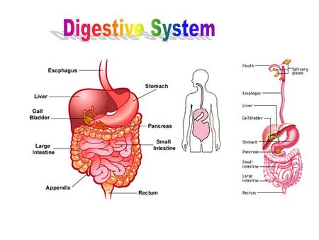 Digestive System.