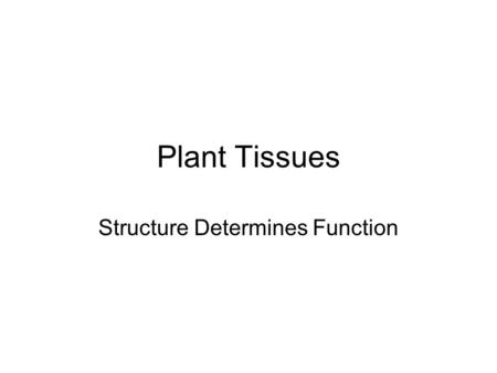 Plant Tissues Structure Determines Function. I.Overview of Names A.Meristem tissues (mitotic) 1.primary meristem (length) 2. secondary meristem (girth)