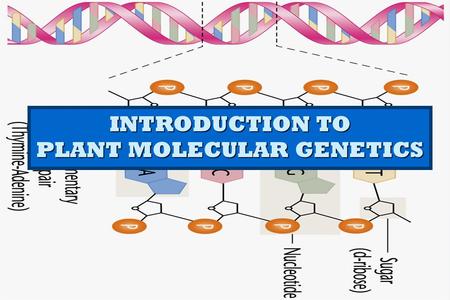 PLANT MOLECULAR GENETICS