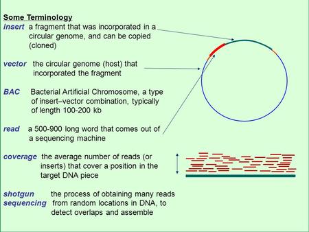 CS273a Lecture 4, Autumn 08, Batzoglou Some Terminology insert a fragment that was incorporated in a circular genome, and can be copied (cloned) vector.