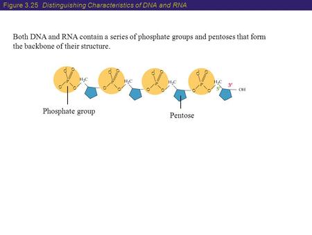 Figure Distinguishing Characteristics of DNA and RNA