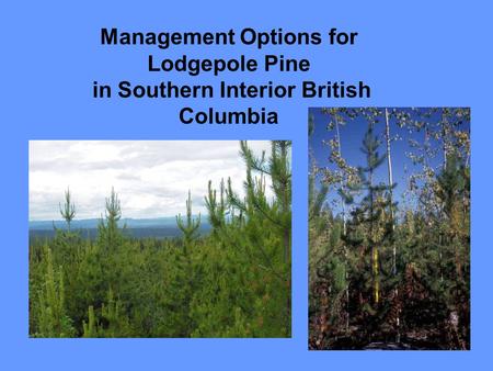 Management Options for Lodgepole Pine in Southern Interior British Columbia.