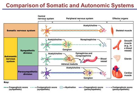 Comparison of Somatic and Autonomic Systems