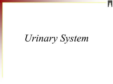 Urinary System.